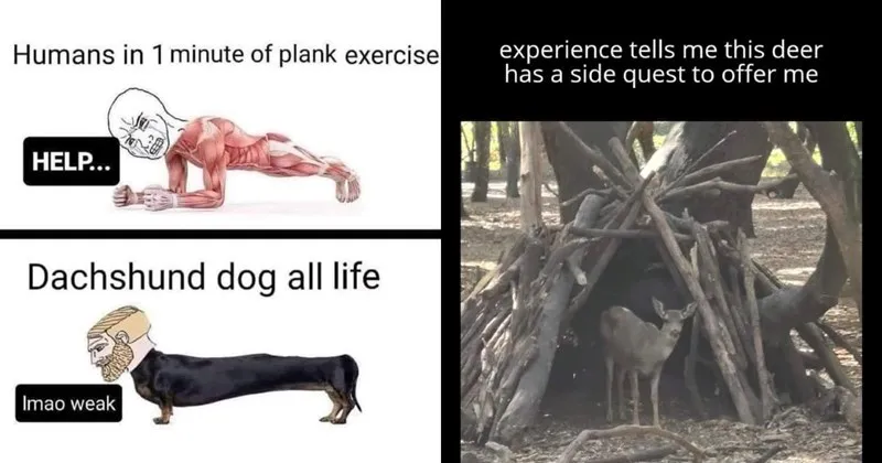 A_compilation_of_funny_and_cute_animal_memes_1.webp