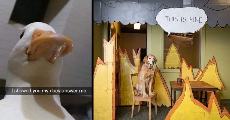 A_compilation_of_funny_and_cute_animal_memes_3.webp