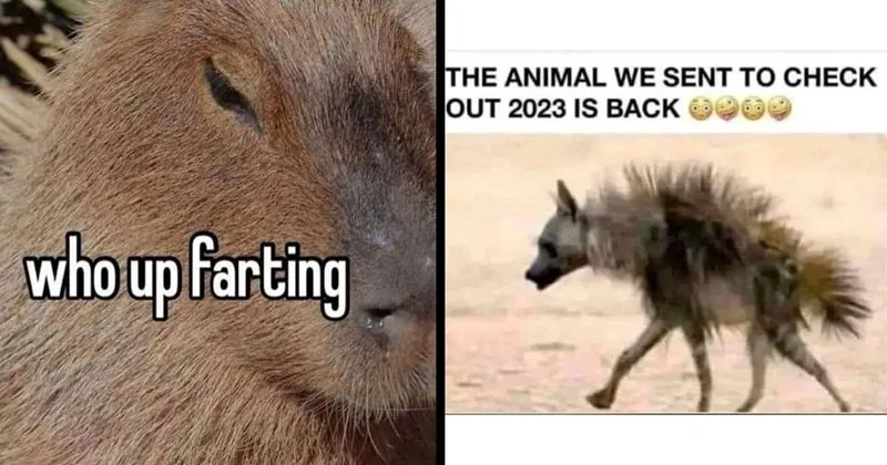 A_compilation_of_funny_and_cute_memes_about_animals__particularly__capybaras__.webp