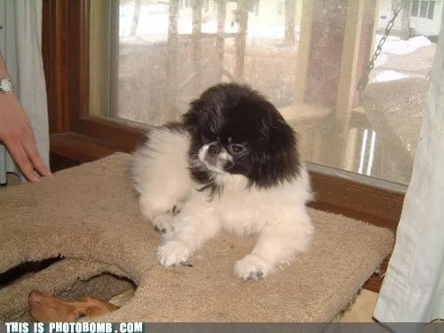 Animal_Bomb_animals_dogs_Image_-_5927719168.webp