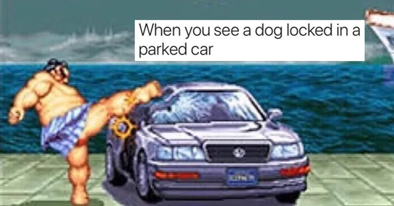 Funny_memes_about_social_media__dogs__cats__animals__dating__food__texting__exer.webp