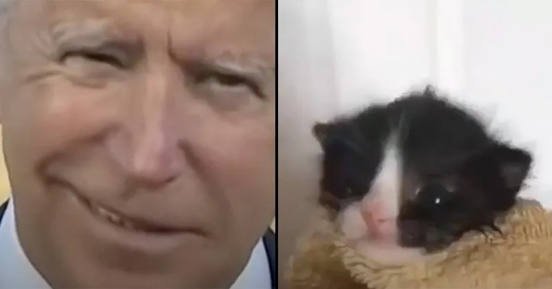 Youtube__Funny_Videos__Stupid_Videos__Funny_Memes__Cute_Kittens__Youtube_Videos_.webp