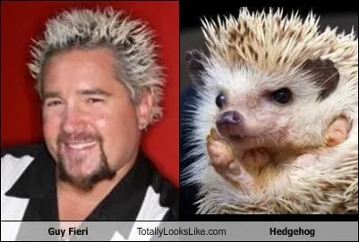 animals_Guy_Fieri_hedgehog_Image_TV_voting-page_-_3633757440.webp