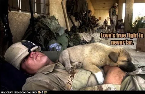 animals_Hall_of_Fame_Image_lolz_pets_soldier_voting-page_-_4157746176.webp