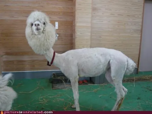 animals_Image_llama_skinny_wtf_-_5214673920.webp