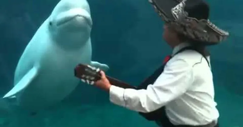 animals_Music_Video_wtf_-_23577601.webp