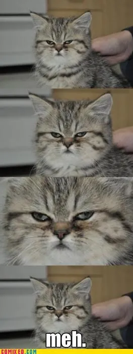animals_attitude_cat_Image_meh_Tenso_-_4998587136.webp