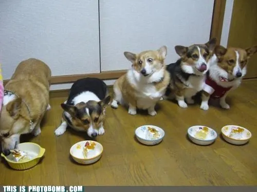 animals_awesome_corgis_Image_photobomb_Sundog_-_4473196800.webp