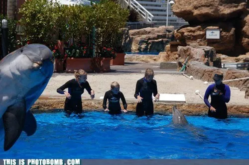 animals_awesome_cute_dolphins_Image_-_6558887168.webp