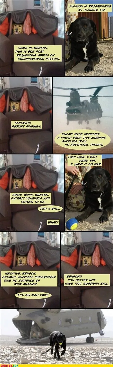 animals_ball_Dog_Fort_dogs_trap_-_4299899648.webp