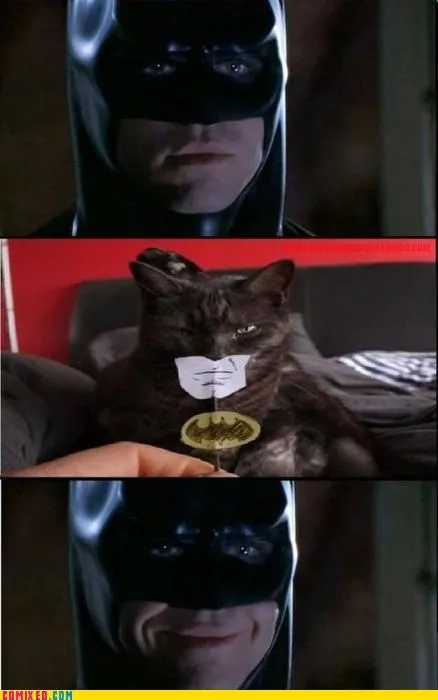 animals_batman_cat_lol_-_4169803776.webp