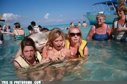animals_beach_girls_Image_stingray_voting-page_-_6614791424.webp
