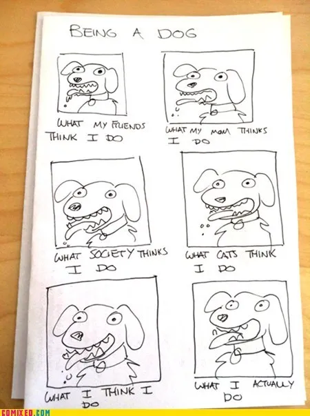 animals_dogs_Image_pets_the_internets_-_6065849600.webp