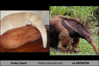 animals_furniture_household_voting-page_-_1719475968.webp
