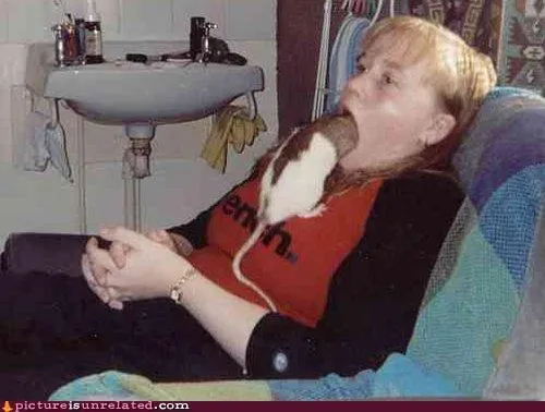 animals_guinea_pig_home_mouth_wtf_-_4394992128.webp
