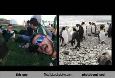 animals_guy_Image_photobomb_random_guy_seal_-_5282635776.webp