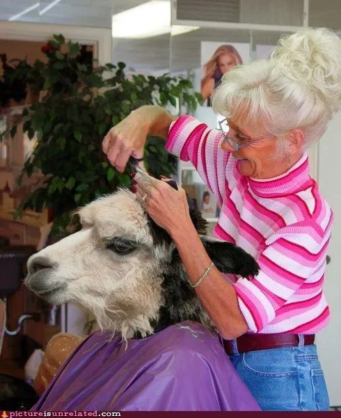 animals_haircut_Image_llama_wtf_-_6410759168.webp