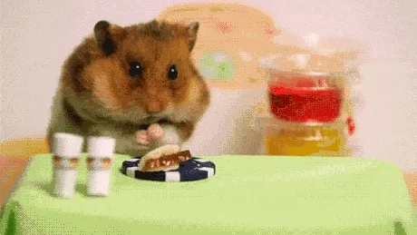 animals_hamsters_-_8337773056.webp