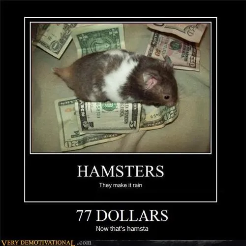 animals_hamsters_hilarious_Image_money_-_4793524736.webp
