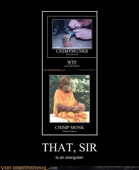 animals_hilarious_Image_orangutan_wtf_-_5463584256.webp