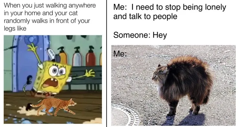 cats__cat_memes__funny_cats__funny_cat_memes__animals__animal_memes__funny_anima_6.webp