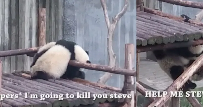 cute_funny_animal_gifs__captioned_animal_gifs.webp
