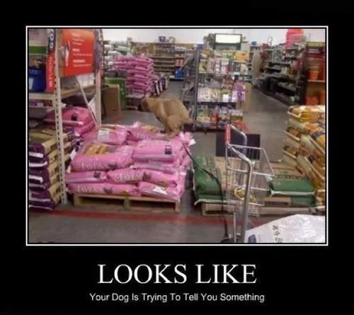 dogs_food_funny_animals_-_8063331584.webp