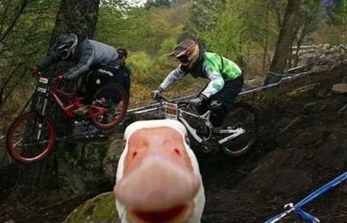 duck_animals_-_7230681856.webp