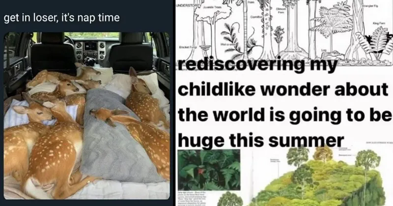 hiking__foraging__nature__nature_memes__memes__funny__funny_memes__animals__tree.webp