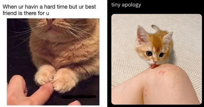 memes__funny__funny_memes__cat_memes__cats__funny_cats__funny_cat_memes__animals.webp