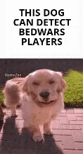 dog-bedwars-meme-gif.webp