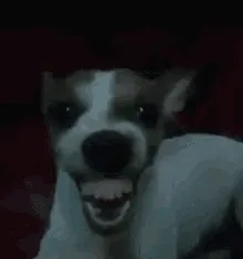dog-gif.webp