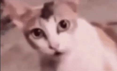 wtf-cat-meme-gif.webp