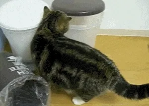 trash_Cats_funny_animals_-_8072475136.webp