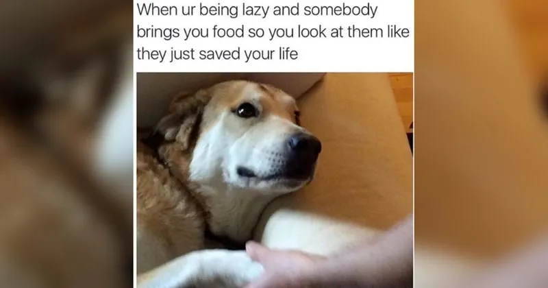 wholesome__wholesome_memes__nice__good__animals__animal_memes__memes__funny__fun.webp