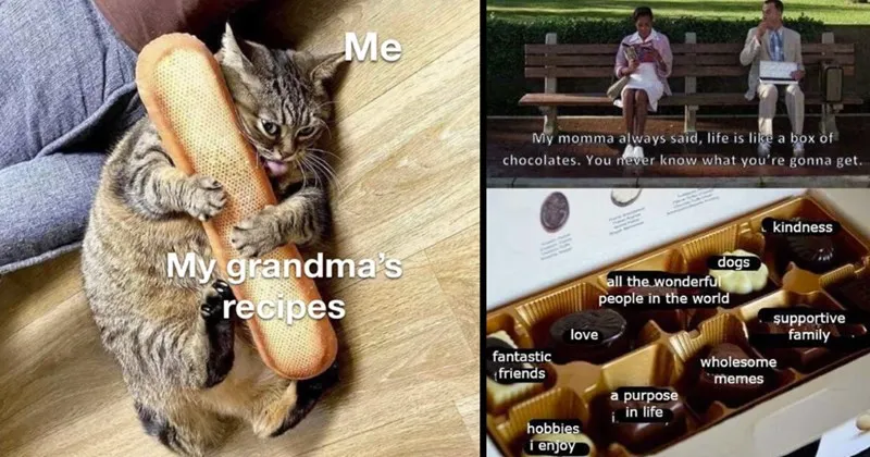 wholesome__wholesome_memes__nice__good__animals__animals_memes__cats__dogs__fami.webp