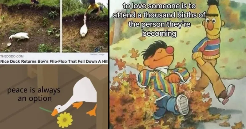 wholesome__wholesome_memes__nice__good__cats__dogs__animals__animal_memes__famil.webp