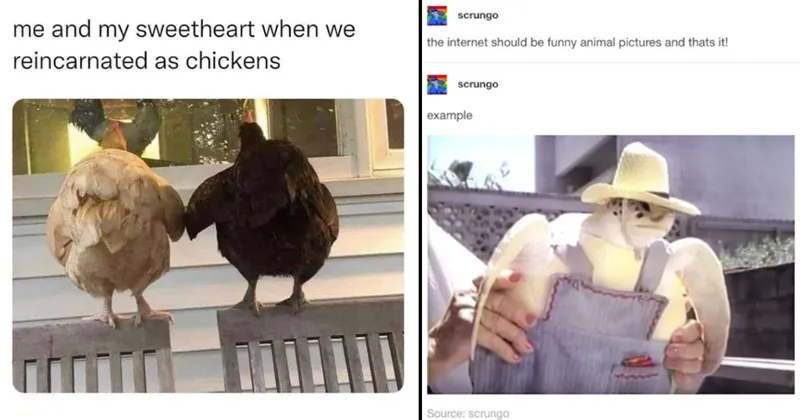 wholesome__wholesome_memes__nice__good__memes__relatable_memes__funny__funny_mem.webp