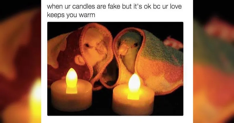 wholesome__wholesome_memes__nice__good__positivity__animals__animal_memes__cats_.webp