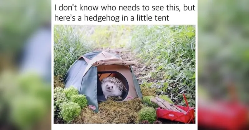 wholesome__wholesome_memes__nice__good__positivity__animals__animal_memes__cats__1.webp
