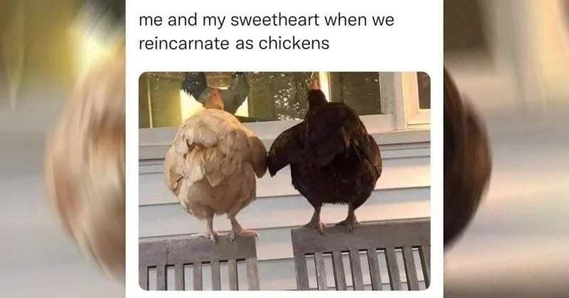 wholesome__wholesome_memes__nice__good__tweets__animals__animal_memes__cats__dog_1.webp