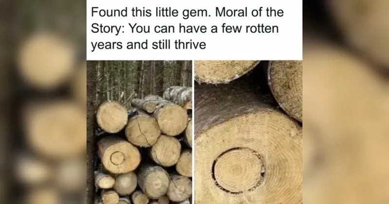 wholesome__wholesome_memes__nice__good__tweets__cats__dogs__animals__animal_meme.webp