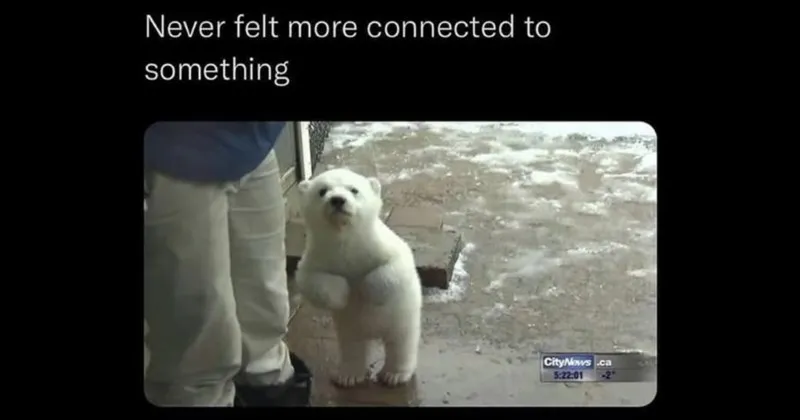 wholesome__wholesome_memes__nice__good__tweets__memes__funny__funny_memes__anima.webp