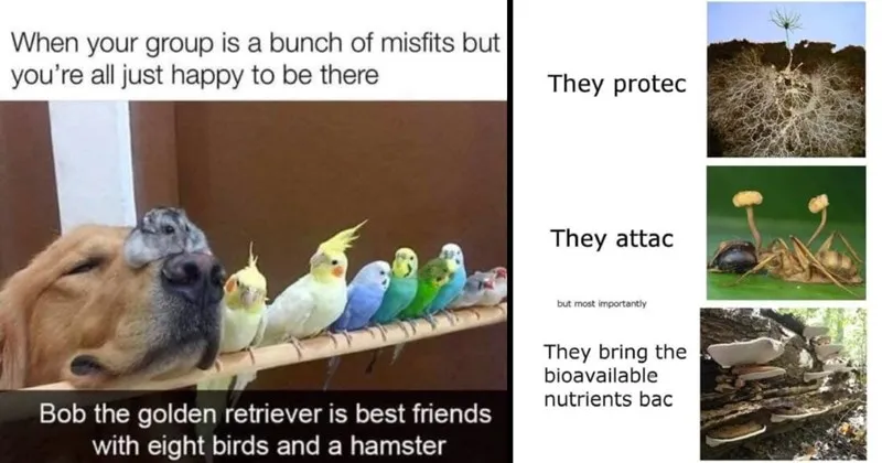 wholesome_memes__wholesome__positivity__nice__good__tweets__cats__dogs__animals_.webp