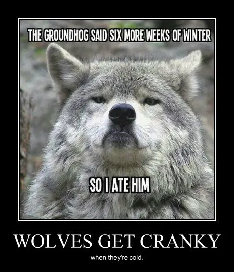 wolves_cranky_winter_funny_animals_-_8063206400.webp