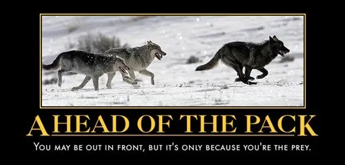 wolves_run_prey_funny_animals_-_8052326656.webp