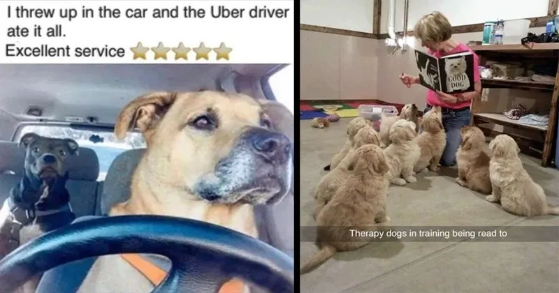 work__dogs__dogs_with_jobs__dog_pics__dog_memes__animals__wholesome__cute__heart.webp