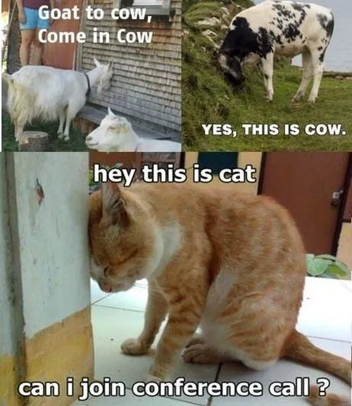 wtf_animals_-_7885862400.webp