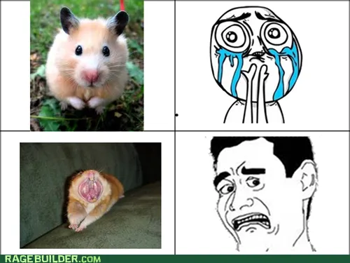 yao_face_cute_hamster_animals_-_6752940288.webp