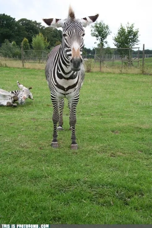 zebra_animals_-_6989546752.webp
